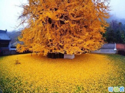 賞銀杏的朋友圈說(shuō)說(shuō)帶圖片 有關(guān)銀杏的唯美說(shuō)說(shuō)配圖7