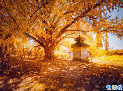 賞銀杏的朋友圈說(shuō)說(shuō)帶圖片 有關(guān)銀杏的唯美說(shuō)說(shuō)配圖11