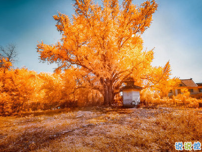 賞銀杏的朋友圈說(shuō)說(shuō)帶圖片 有關(guān)銀杏的唯美說(shuō)說(shuō)配圖1