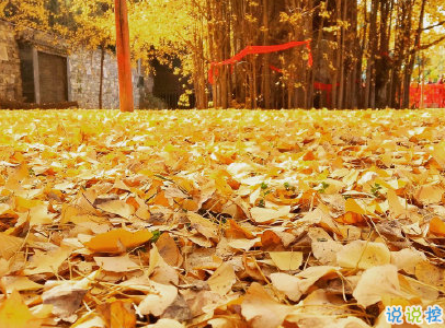 賞銀杏的朋友圈說(shuō)說(shuō)帶圖片 有關(guān)銀杏的唯美說(shuō)說(shuō)配圖15