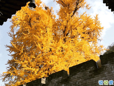 賞銀杏的朋友圈說(shuō)說(shuō)帶圖片 有關(guān)銀杏的唯美說(shuō)說(shuō)配圖13