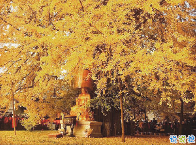 賞銀杏的朋友圈說(shuō)說(shuō)帶圖片 有關(guān)銀杏的唯美說(shuō)說(shuō)配圖14