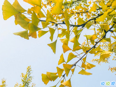 賞銀杏的朋友圈說(shuō)說(shuō)帶圖片 有關(guān)銀杏的唯美說(shuō)說(shuō)配圖12