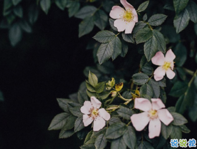 最傷感的晚安句子精選配圖 有點(diǎn)憂傷的簡(jiǎn)單說(shuō)說(shuō)9