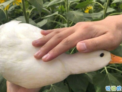 今年流行的搞笑說說帶圖片 輕松有趣的說說配圖12