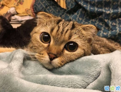 微信朋友圈曬寵物說說帶圖片 寵物說說可愛配圖4