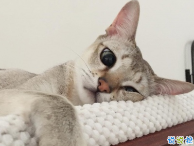 微信朋友圈曬寵物說說帶圖片 寵物說說可愛配圖14