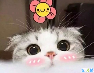 微信朋友圈曬寵物說說帶圖片 寵物說說可愛配圖7