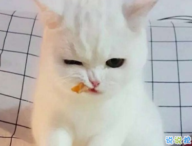 微信朋友圈曬寵物說說帶圖片 寵物說說可愛配圖9