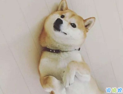 微信朋友圈曬寵物說說帶圖片 寵物說說可愛配圖11