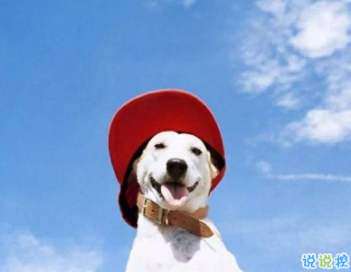 微信朋友圈曬寵物說說帶圖片 寵物說說可愛配圖2