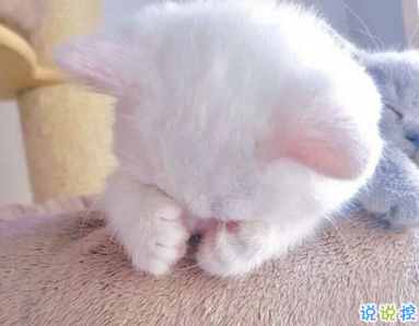 微信朋友圈曬寵物說說帶圖片 寵物說說可愛配圖5