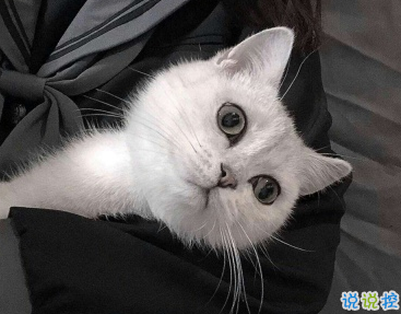 微信朋友圈曬寵物說說帶圖片 寵物說說可愛配圖1