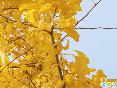 抖音上的寶藏句子帶圖片 溫柔很仙的寶藏句子11