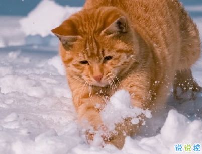 2020下雪天朋友圈文案帶圖片 雪景說說唯美浪漫1