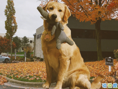  曬狗狗的文案帶圖片 日常朋友圈擼狗說說5