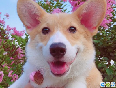  曬狗狗的文案帶圖片 日常朋友圈擼狗說說3