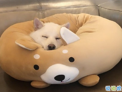  曬狗狗的文案帶圖片 日常朋友圈擼狗說說8