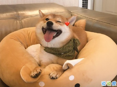  曬狗狗的文案帶圖片 日常朋友圈擼狗說說13