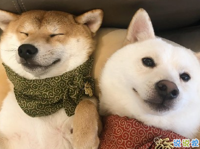  曬狗狗的文案帶圖片 日常朋友圈擼狗說說10