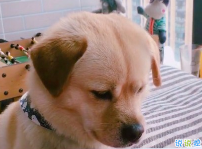  曬狗狗的文案帶圖片 日常朋友圈擼狗說說9