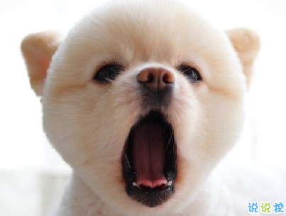  曬狗狗的文案帶圖片 日常朋友圈擼狗說說6