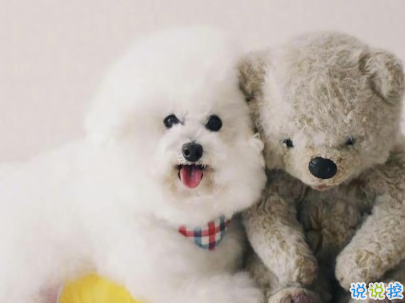  曬狗狗的文案帶圖片 日常朋友圈擼狗說說7