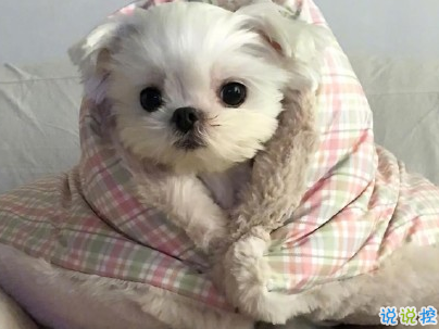  曬狗狗的文案帶圖片 日常朋友圈擼狗說說12