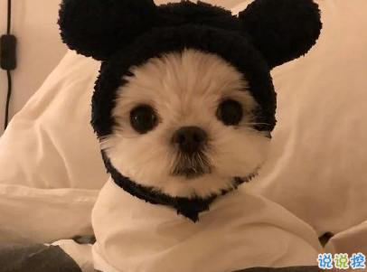  曬狗狗的文案帶圖片 日常朋友圈擼狗說說14