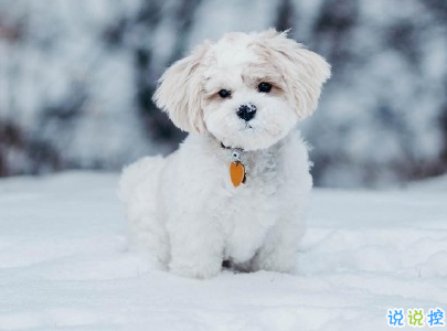  曬狗狗的文案帶圖片 日常朋友圈擼狗說說16