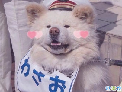  曬狗狗的文案帶圖片 日常朋友圈擼狗說說15