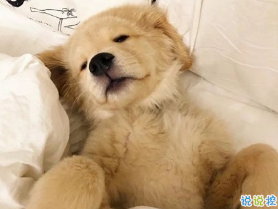  曬狗狗的文案帶圖片 日常朋友圈擼狗說說11