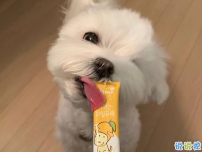  曬狗狗的文案帶圖片 日常朋友圈擼狗說說4