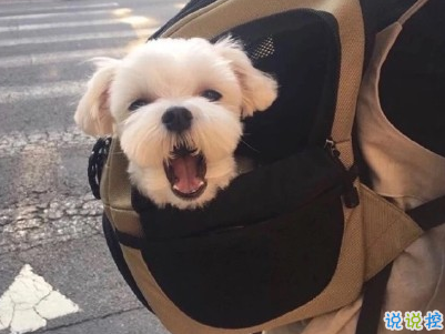  曬狗狗的文案帶圖片 日常朋友圈擼狗說說2