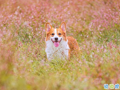  曬狗狗的文案帶圖片 日常朋友圈擼狗說說1