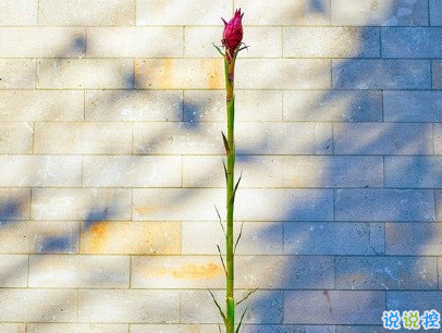 朋友圈早安激勵語帶圖片 勵志早安心語配圖14