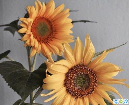 最暖心的早安句子 早安心語經(jīng)典語錄簡短1