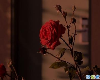 公布戀情的創(chuàng)意句子 只要是你我都認栽1