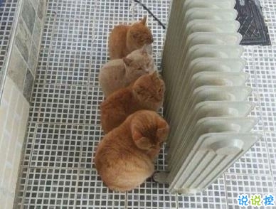 朋友圈幽默霸氣說說帶圖片 是金子會發(fā)光何況我是鉆石5