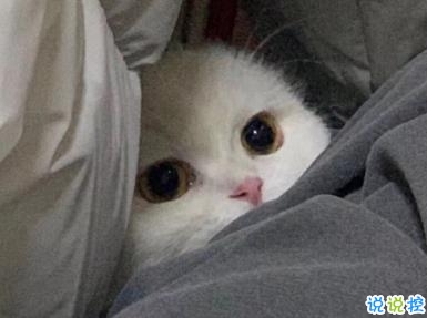 朋友圈幽默霸氣說說帶圖片 是金子會發(fā)光何況我是鉆石14