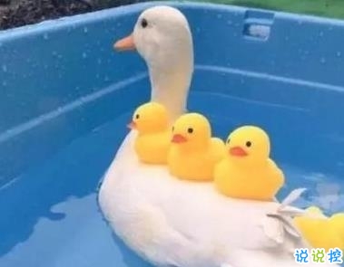 朋友圈幽默霸氣說說帶圖片 是金子會發(fā)光何況我是鉆石12