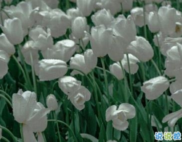 2020三月你好唯美心情說說 三月請善待我1