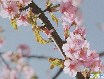 撩人浪漫的情話說說帶圖片 你這么甜我真想舔舔4