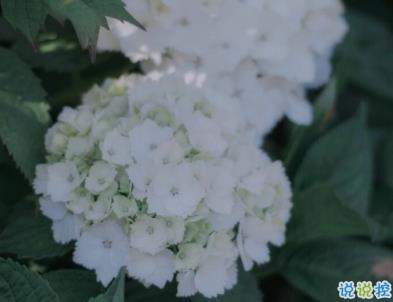 微信驚蟄說說帶圖片 驚蟄節(jié)氣優(yōu)美句子20201