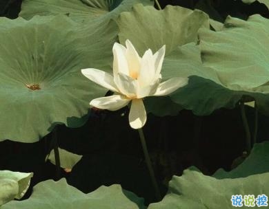 微信驚蟄說說帶圖片 驚蟄節(jié)氣優(yōu)美句子20206