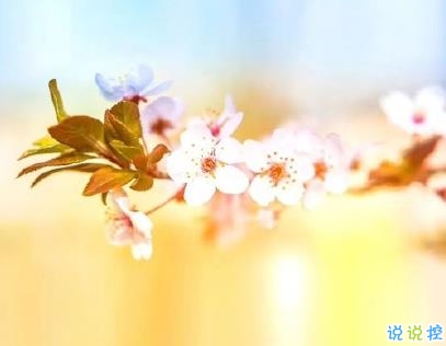 2020春天朋友圈文案 適合春天的說說簡短清新1