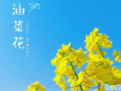 好美的油菜花說說帶圖片 油菜花唯美說說配圖1
