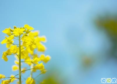 好美的油菜花說說帶圖片 油菜花唯美說說配圖2