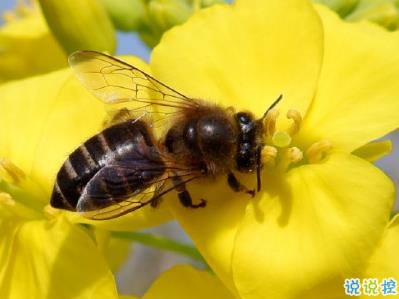 好美的油菜花說說帶圖片 油菜花唯美說說配圖3