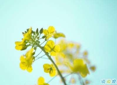 好美的油菜花說說帶圖片 油菜花唯美說說配圖4
